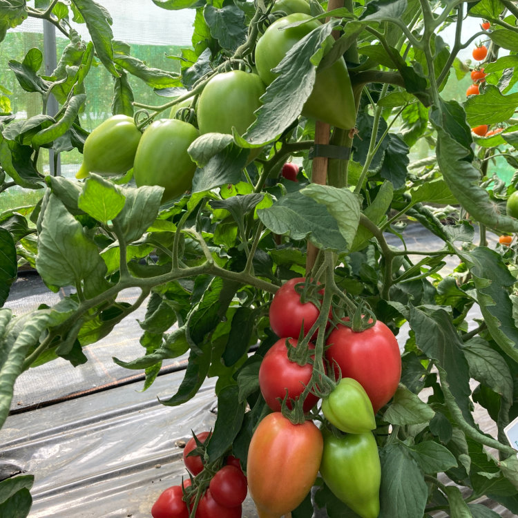 Tomato Rugby